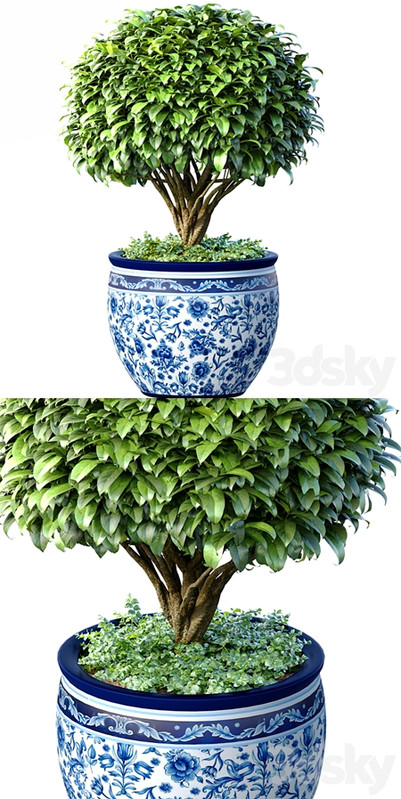 Decorative tree in an Italian vase. Indoor plant